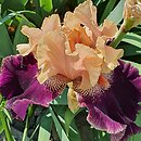 Iris hort. Wezuwiusz