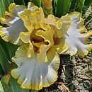 Iris hort. Pierścień Saltoro