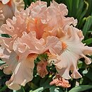 Iris hort. Rebirth of Love
