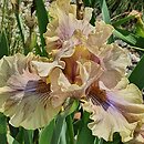 Iris hort. Menthol Atmospehere
