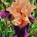 Iris hort. Mandarin Sky