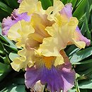 Iris hort. Gangster Love