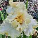 Iris hort. Fantasy Dream