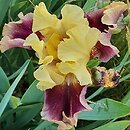 Iris hort. District of Katniss