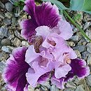 Iris hort. Hazelbrae