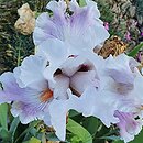 Iris hort. Anna-Rosa