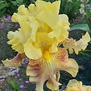 Iris hort. Pear in Whisky
