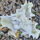 Iris hort. Vathi Sands