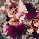 Iris hort. Krakowiak