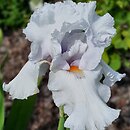Iris hort. Albinos