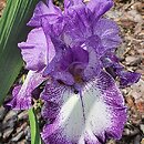 Iris hort. Adorator