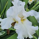 Iris hort. Kujawiak