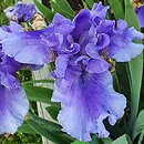 Iris hort. Wielki Wezyr
