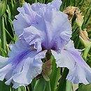 Iris hort. Kozak