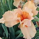 Iris hort. Rudowłosy
