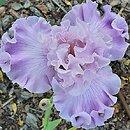 Iris hort. Natchnienie
