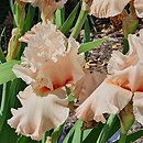 Iris hort. Nadzieja