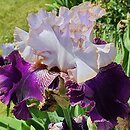 Iris hort. Senne Marzenie