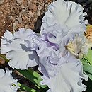 Iris hort. Cyrkon