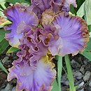 Iris hort. Kokieter