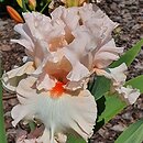 Iris hort. Różowy Koralik