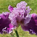 Iris hort. Ogrodowa Sonata
