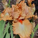 Iris hort. Słowianin