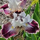 Iris hort. Kotylion