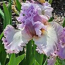 Iris hort. Majowy Sen
