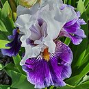 Iris hort. Wirtuoz