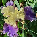 Iris hort. Kapitańskie Tango