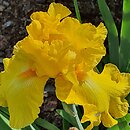 Iris hort. Talar