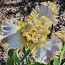 Iris hort. Lawendowa Fantazja