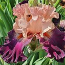 Iris hort. Dostojnik