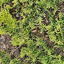 Juniperus horizontalis Mother Lode