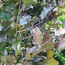Fagus sylvatica s.str. Anny's Red Pillar