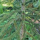 Araucaria araucana (araukaria chilijska)