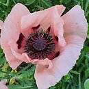 Papaver orientale Prinzessin Victoria Louise