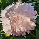 Paeonia lactiflora Angel Cheeks