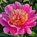 Paeonia lactiflora Doreen