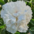 Paeonia lactiflora Iceberg