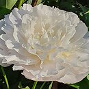 Paeonia lactiflora Yubileynij