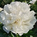Paeonia lactiflora Kelway's Glorious