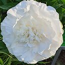 Paeonia lactiflora Mother's Choice