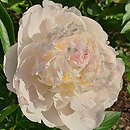 Paeonia lactiflora Blush Queen
