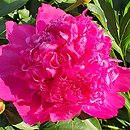 Paeonia lactiflora Mme Barillet Deschamps