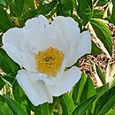 Paeonia lactiflora White Wings