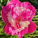 Paeonia lactiflora Gay Paree
