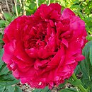 Paeonia lactiflora Henry Bockstoce