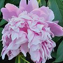Paeonia lactiflora Pecher